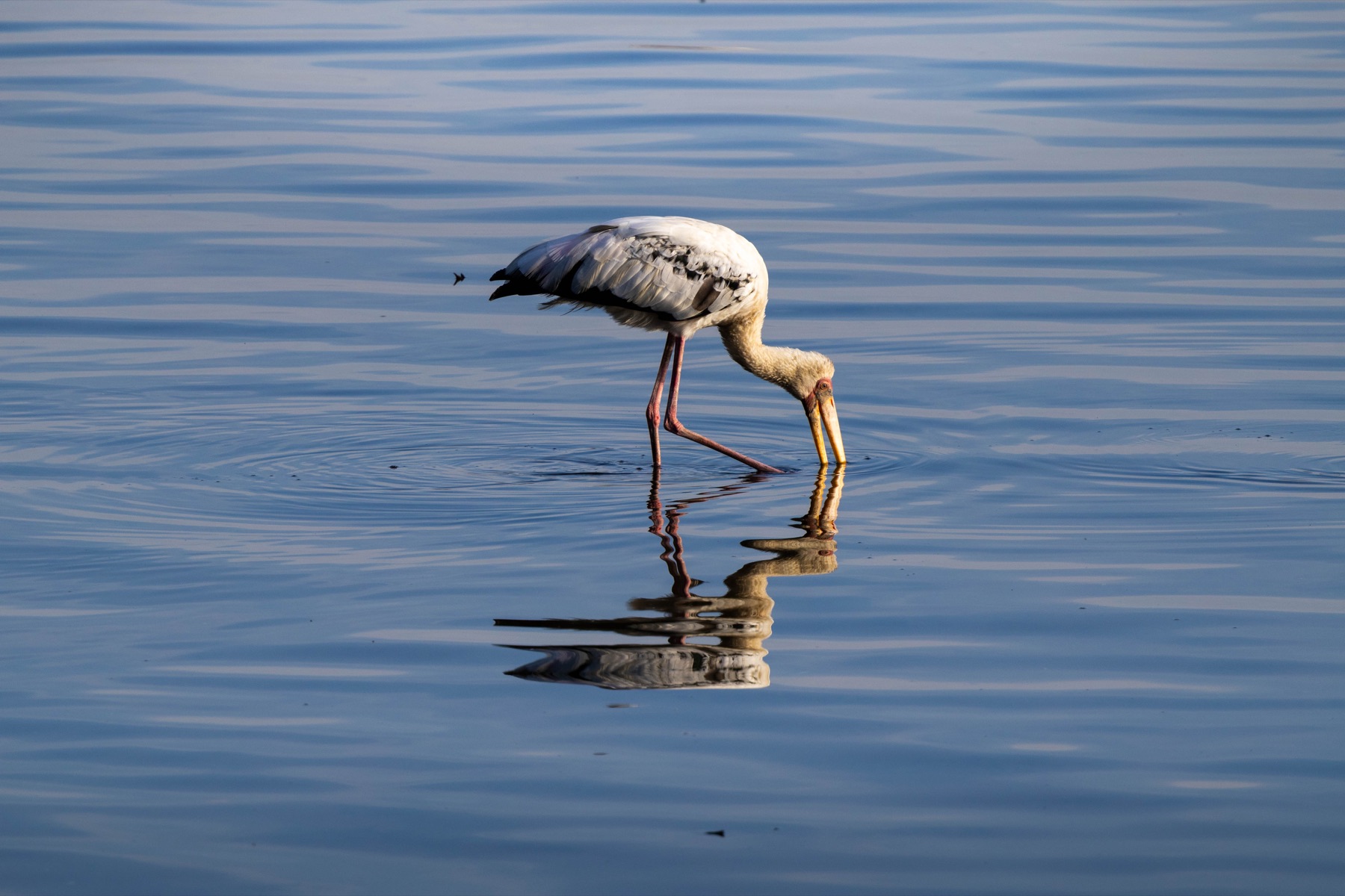 A white wading bird feeding in calm blue water.