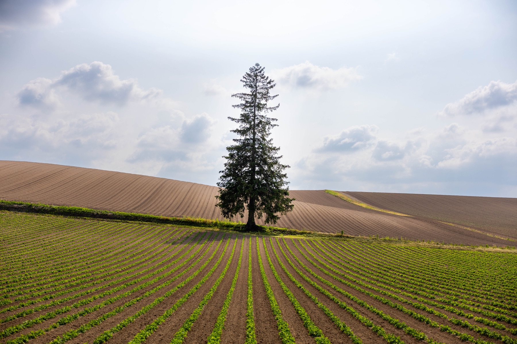 A lone tree in patterned farmland beneath a bright sky.